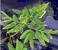angelica leaves