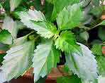 balbas pusa leaves