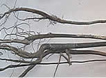 tongkat ali roots