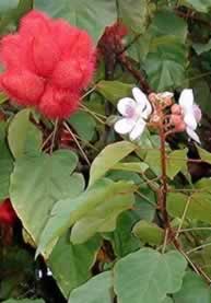 Achiote plant