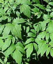 Black cohosh leaves