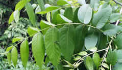 black walnut leaves