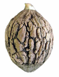 Black walnut nut