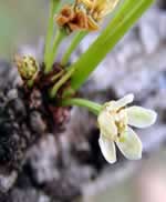 catuaba flower