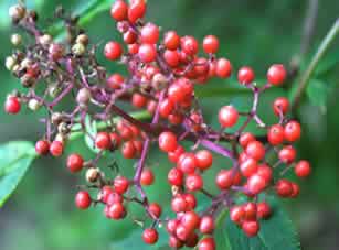 elderberry_fruits