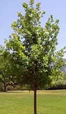 yohimbe tree