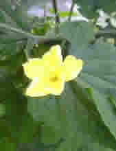 Ampalaya