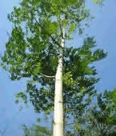 Malunggay Tree